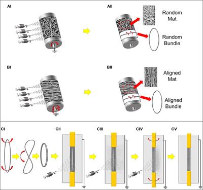Biomimetic Hierarchically Arranged Nanofibrous Structures Resembling the Architecture and the Passive Mechanical Properties of Skeletal Muscles: A Step Forward Toward Artificial Muscle